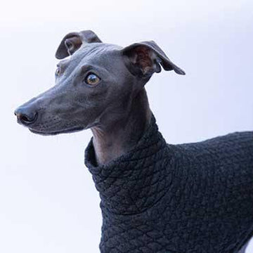 How to choose the right sweater for your Italian Greyhound - IGGY DOGWEAR