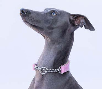What is the purpose of a martingale dog collar? - IGGY DOGWEAR