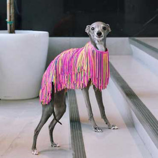 Hot off the dog-walk!