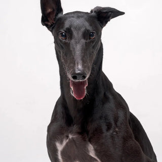 Something big (and very long) is coming this winter: Our Greyhound Collection