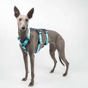 Houdini Harness in Blue - Whippet