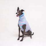 Greyhound dog wearing Snootly fluffy reversible sleeveless sweater in cornflower blue on white background