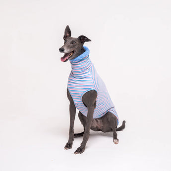 Greyhound dog wearing Snootly fluffy reversible sleeveless sweater in cornflower blue on white background