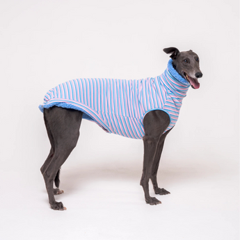 Greyhound dog wearing Snootly fluffy reversible sleeveless sweater in cornflower blue on white background