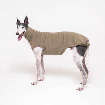 Greyhound dog wearing Snootly fluffy reversible sleeveless sweater in khaki green on white background