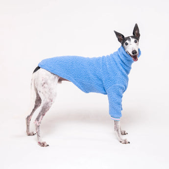 Greyhound dog wearing Snootly fluffy reversible sweater in cornflower blue on white background