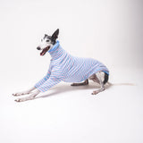 Greyhound dog wearing Snootly fluffy reversible sweater in cornflower blue on white background