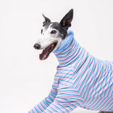 Greyhound dog wearing Snootly fluffy reversible sweater in cornflower blue on white background
