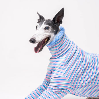 Greyhound dog wearing Snootly fluffy reversible sweater in cornflower blue on white background