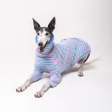 Greyhound dog wearing Snootly fluffy reversible sweater in cornflower blue on white background