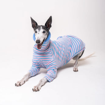 Greyhound dog wearing Snootly fluffy reversible sweater in cornflower blue on white background