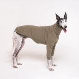 Greyhound dog wearing Snootly fluffy reversible sweater in khaki green on white background