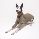Greyhound dog wearing Snootly fluffy reversible sweater in khaki green on white background