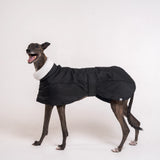 Greyhound dog wearing Snootly Winter coat jacket in black with fleece lining on white background