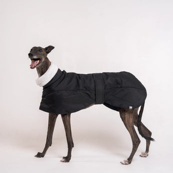 Greyhound dog wearing Snootly Winter coat jacket in black with fleece lining on white background