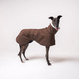 Greyhound dog wearing Snootly Winter coat jacket in chocolate brown with fleece lining on white background
