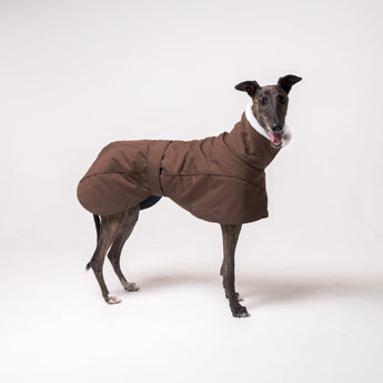 Greyhound dog wearing Snootly Winter coat jacket in chocolate brown with fleece lining on white background