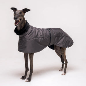 Greyhound dog wearing Snootly Winter coat jacket in charcoal grey with fleece lining on white background