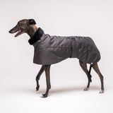 Greyhound dog wearing Snootly Winter coat jacket in charcoal grey with fleece lining on white background