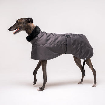 Greyhound dog wearing Snootly Winter coat jacket in charcoal grey with fleece lining on white background