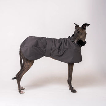 Greyhound dog wearing Snootly Winter coat jacket in charcoal grey with fleece lining on white background