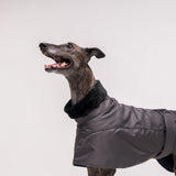 Greyhound dog wearing Snootly Winter coat jacket in charcoal grey with fleece lining on white background