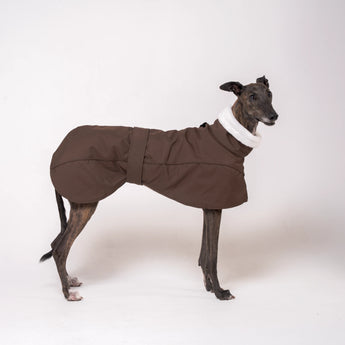 Greyhound dog wearing Snootly Winter coat jacket in chocolate brown with fleece lining on white background