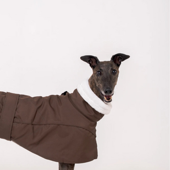 Greyhound dog wearing Snootly Winter coat jacket in chocolate brown with fleece lining on white background