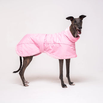 Greyhound dog wearing Snootly Winter coat jacket in pink with fleece lining on white background