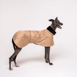 Greyhound dog wearing Snootly Winter coat jacket in sand beige with fleece lining on white background