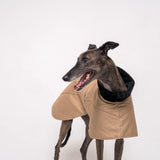 Greyhound dog wearing Snootly Winter coat jacket in sand beige with fleece lining on white background