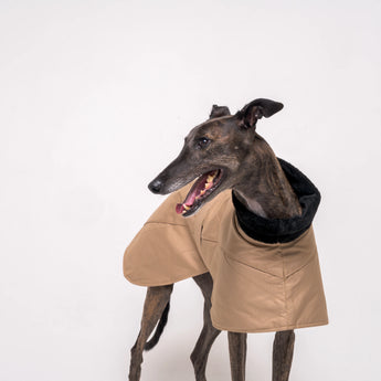 Greyhound dog wearing Snootly Winter coat jacket in sand beige with fleece lining on white background