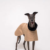 Greyhound dog wearing Snootly Winter coat jacket in sand beige with fleece lining on white background