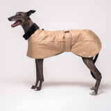 Greyhound dog wearing Snootly Winter coat jacket in sand beige with fleece lining on white background