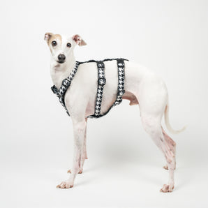 Houdini Harness in Houndstooth - Italian Greyhound