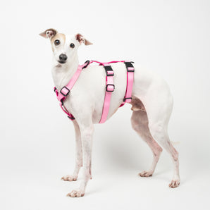 Houdini Harness in Pink - Italian Greyhound