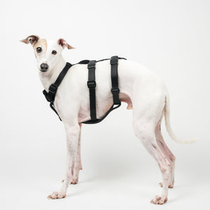 Houdini Harness in Black - Italian Greyhound