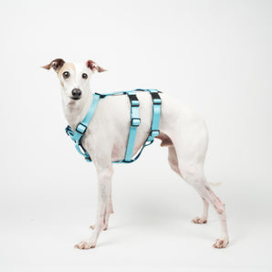 Houdini Harness in Blue - Italian Greyhound