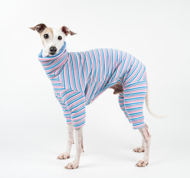 Italian Greyhound wearing a Snootly fluffy reversible onesie in cornflower blue