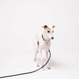 Italian Greyhound dog wearing premium leather shearling lined martingale collar in black