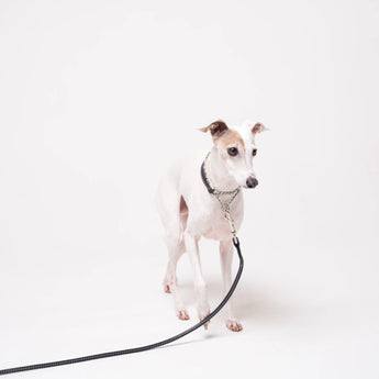 Italian Greyhound dog wearing premium leather shearling lined martingale collar in black