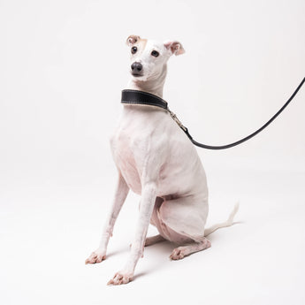 Italian Greyhound dog wearing premium leather shearling lined martingale collar in black
