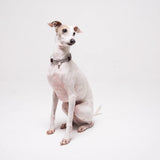 Italian Greyhound dog wearing premium leather shearling lined martingale collar in burgundy