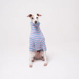 Italian Greyhound dog wearing a fleece fluffy reversible sweater in cornflower blue on a white background