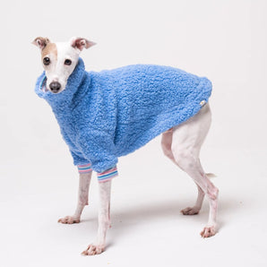 Italian Greyhound dog wearing a fleece fluffy reversible sweater in cornflower blue on a white background