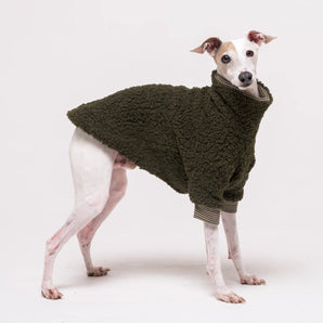 Italian Greyhound dog wearing a fleece fluffy reversible sweater in khaki green