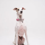 Italian Greyhound dog wearing premium leather shearling lined martingale collar in pink