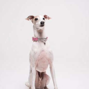 Italian Greyhound dog wearing premium leather shearling lined martingale collar in pink