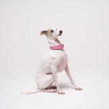 Italian Greyhound dog wearing premium leather shearling lined martingale collar in pink