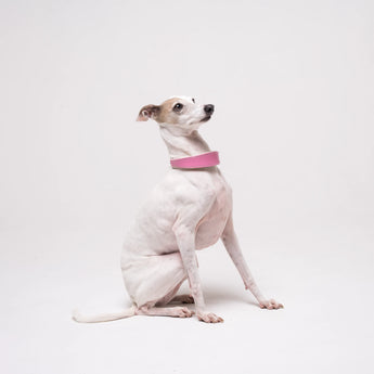 Italian Greyhound dog wearing premium leather shearling lined martingale collar in pink